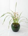 planta de orquidea cymbidium